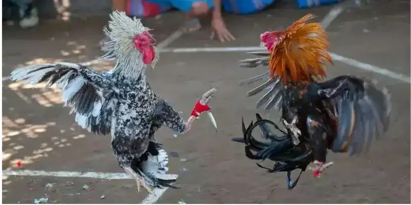 Đá gà Cam được đánh giá cao hiện nay