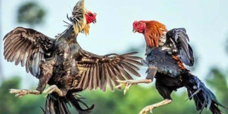Hiểu rõ kỹ thuật đá gà cần thiết