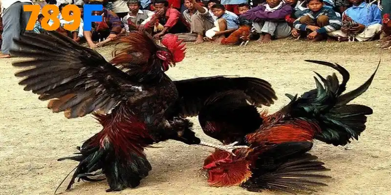 Hướng dẫn cách tham gia sảnh đá gà 789F